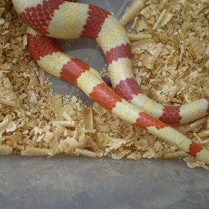 rutvenis alvinas.jpg