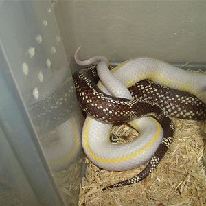 S7001194 (Large) (Medium).JPG