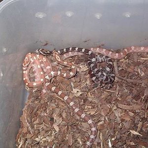 1-Guttatus hypo motley (23-10-2006).jpg