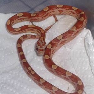 2-Guttatus hypo motley (23-01-2007).jpg