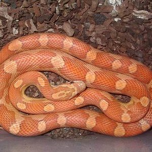 3-Guttatus hypo motley (16-04-2007).jpg