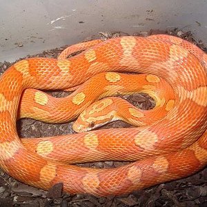 4-Guttatus hypo motley (14-05-2007).jpg