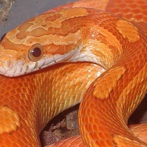 6-Guttatus hypo motley (5-07-2007).jpg