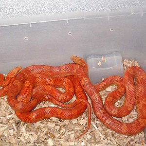 7-Guttatus hypo motley (13-02-2008).jpg