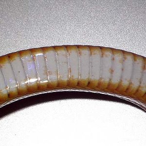 4-cuello.jpg