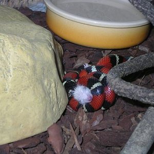 Sinaloe comiendo.jpg