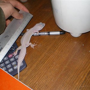 eubles hamm abril 08 005 (Medium).jpg