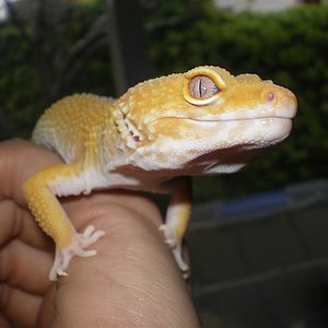 eubles hamm abril 08 014 (Large).jpg