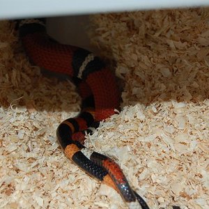 sinaloa x campbelli 08...JPG