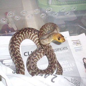 100_1892 [Resolucion de Escritorio].JPG