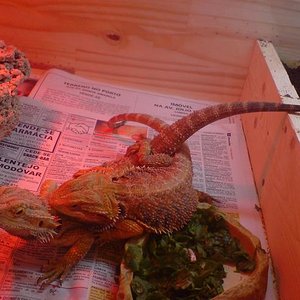 copula brian-fiona.JPG