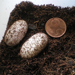 ous de leo 18-04-08 002 (Medium).jpg