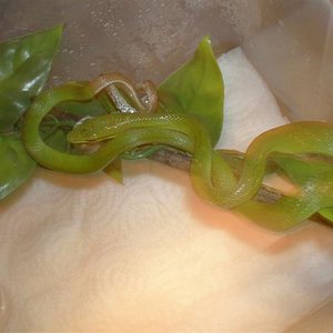 hembra muda (Small).JPG