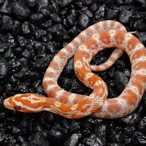 tiroxine+ albino baby.jpg