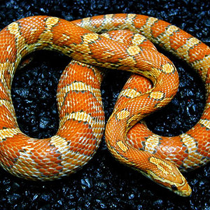 tiroxine+ albino adult.jpg