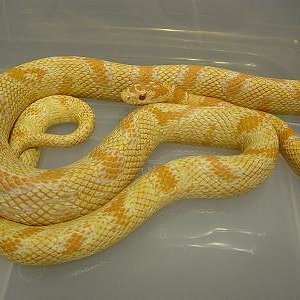 Amel Corn x Cal King x Ghost Corn.jpg