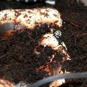 FOTOS DIELEMANS 009.jpg