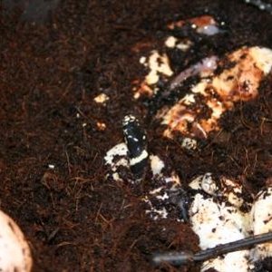 FOTOS DIELEMANS 010.jpg