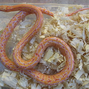 albino hybrid king corn.jpg