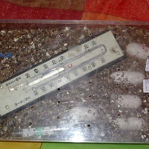 tupper incubacion.jpg