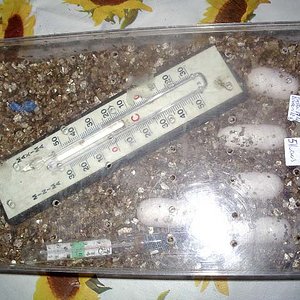 tupper incubacion 2.jpg