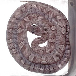 Pewter Mayo 2008.jpg