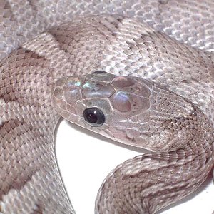 Pewter Mayo 2008 detalle.jpg