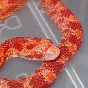 Fire Mayo 2008 detalle.jpg