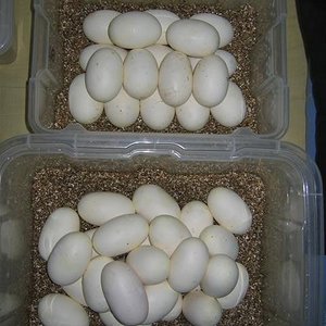 IMG_5604 (Small).JPG