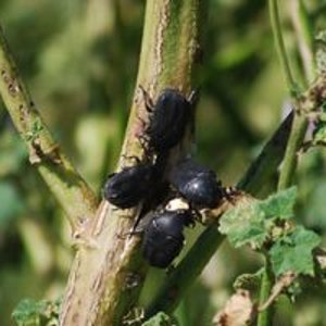 black pachnodas [320x200].jpg