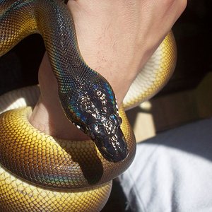 aLBERTISI [800x600].JPG