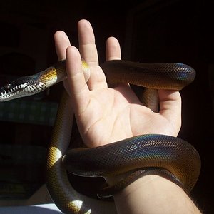 ALBER 2 [800x600].JPG