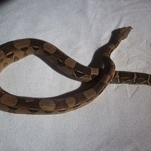 MQCHO BOA2 [800x600].JPG