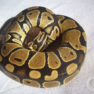 REGIUS [800x600].JPG