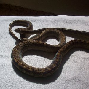 MERAUKE [800x600].JPG