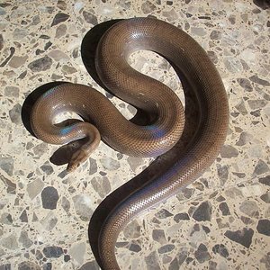 MORCILLA [800x600] [800x600].JPG