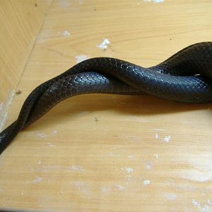 DSCF3648 (Medium).JPG