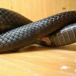 DSCF3652 (Medium).JPG