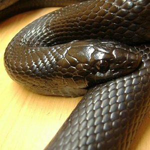 DSCF3658 (Medium).JPG