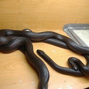 DSCF3661 (Medium).JPG