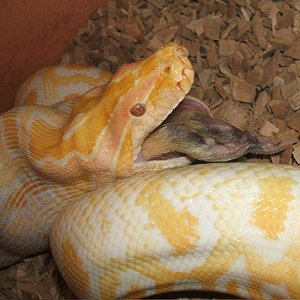 margarita comiendose una coballa.jpg