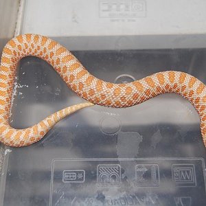 heterodon fluor M..JPG