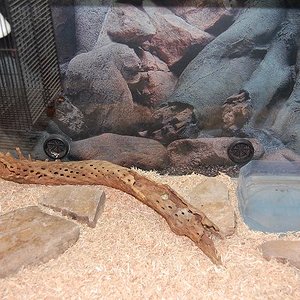 Terrario Erix peq.JPG