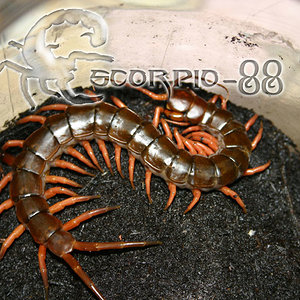 Scolopendra subpinipes.jpg
