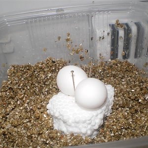 ous de phelsuma 001 (Medium).jpg