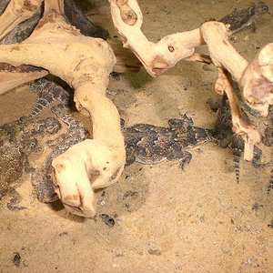 animales tienda 019.JPG