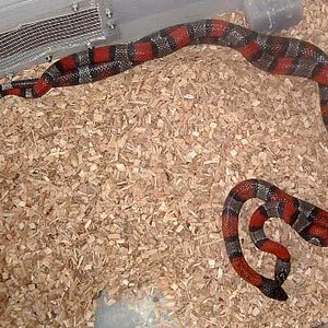 Copula alterna 1.JPG