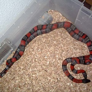 Copula alterna 2.JPG