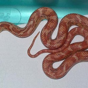 goini x brooksi 1.JPG