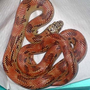 goini x brooksi 2.JPG